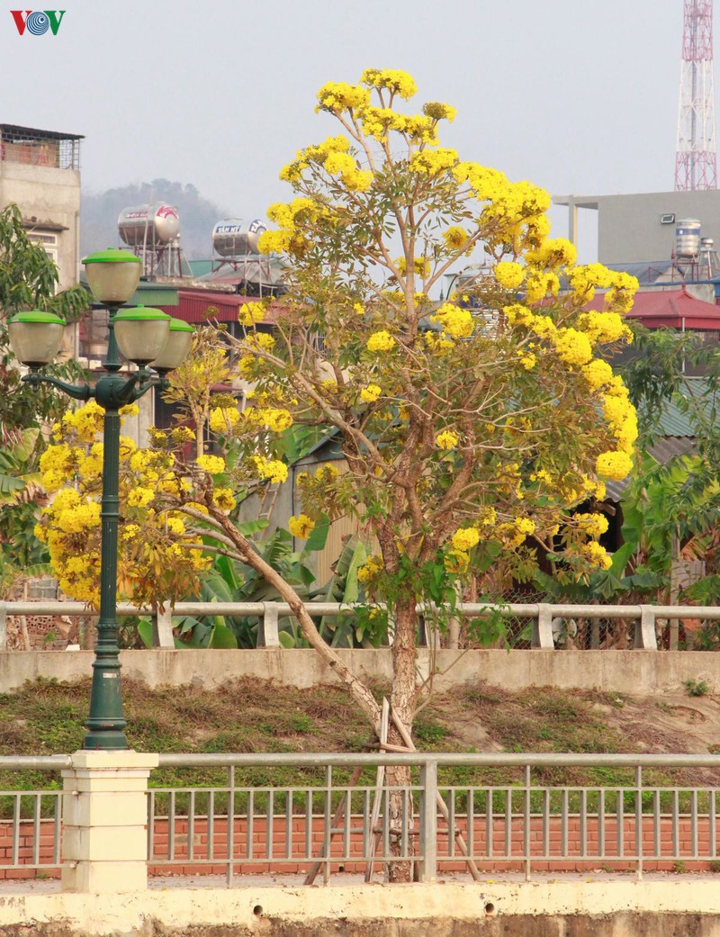 hoa chuong vang khoe sac noi pho nui son la hinh 9
