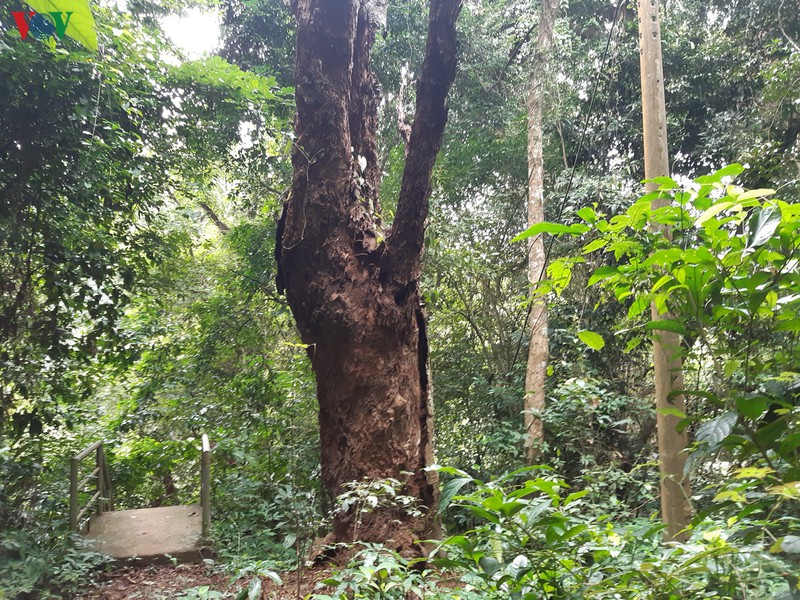 ngang nhien cay pha rung dac dung lam du lich hinh 4