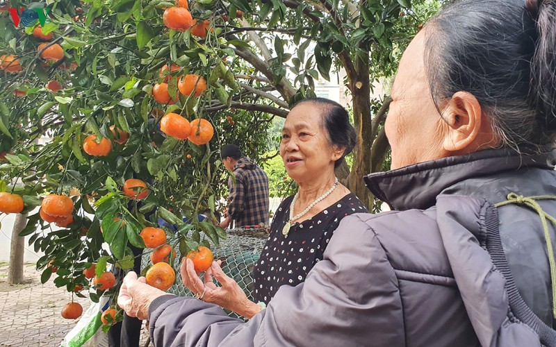 quyt co thu, "hang doc" gia tram trieu, do bo cho hoa tet xu nghe  hinh 3