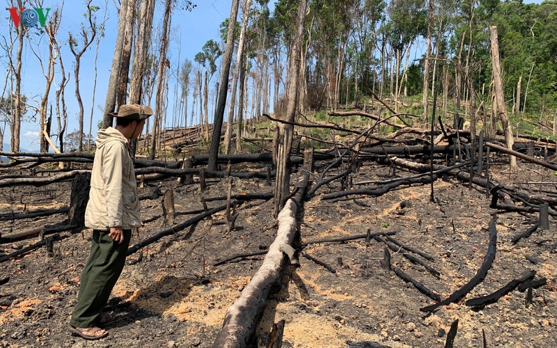 nan pha rung o dak lak dien bien rat phuc tap hinh 1