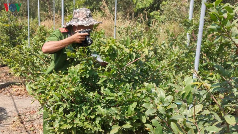 dieu tra vu chat pha hon 220 goc mai tet cua nguoi dan trong dem hinh 2
