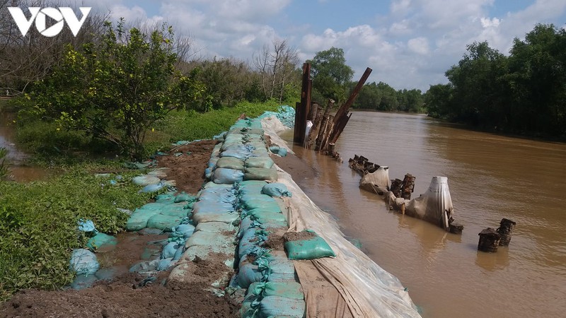 ben tre: khac phuc diem sat lo gay nuoc tran ngap vuon cay hinh 1
