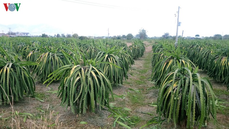 thi truong am dam, nha vuon dung chong den thanh long trai vu hinh 2