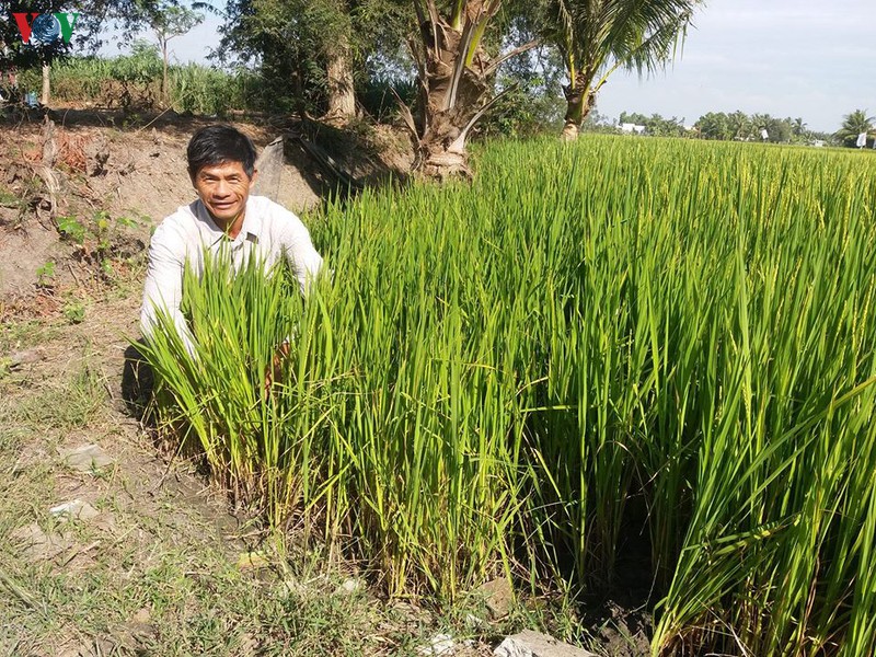 vung dbscl kho khat: vua ngan han man vua vet nuoc ngot cuu lua xuan hinh 1