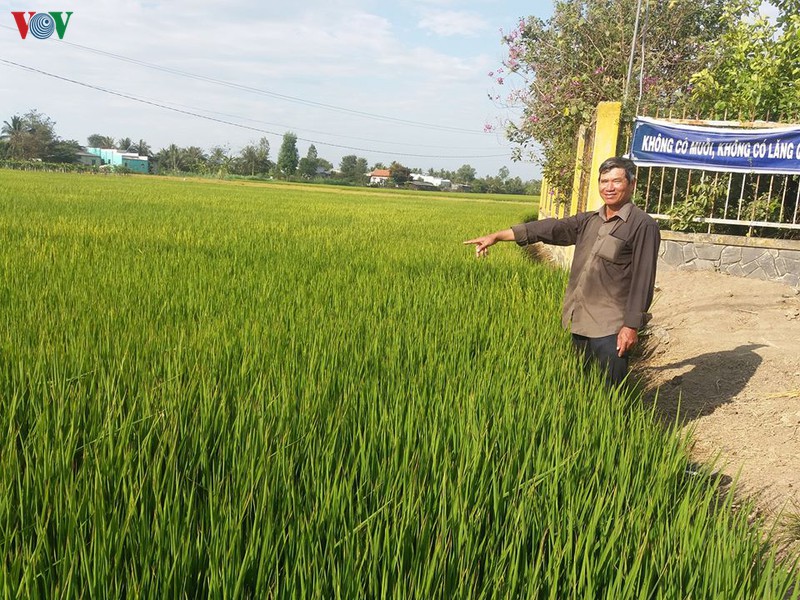 vung dbscl kho khat: vua ngan han man vua vet nuoc ngot cuu lua xuan hinh 7