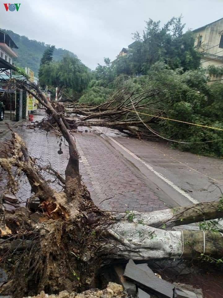 nhieu cay coi, cot dien, nha dan bi anh huong sau mua dong o lao cai hinh 1