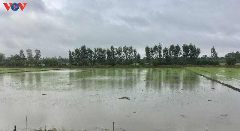 hon 2.300ha lua o hau giang bi thiet hai do mua lon va dong loc hinh 1