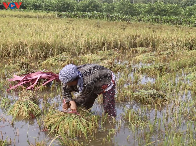 hon 2.300ha lua o hau giang bi thiet hai do mua lon va dong loc hinh 2