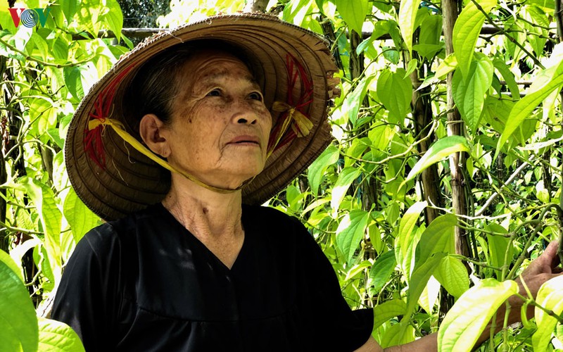 don nam moi, ve tham vuon trau vi thuy hinh 2