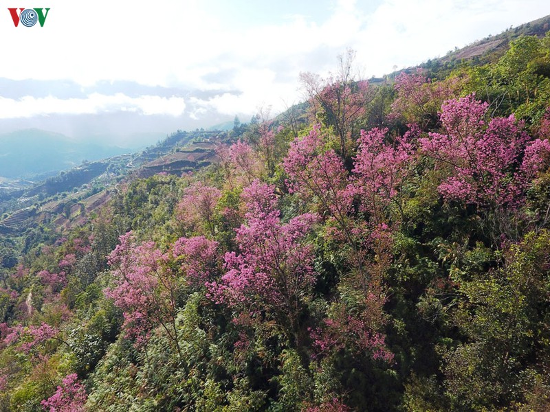 anh: hoa dao bung sang troi dong mu cang chai hinh 2