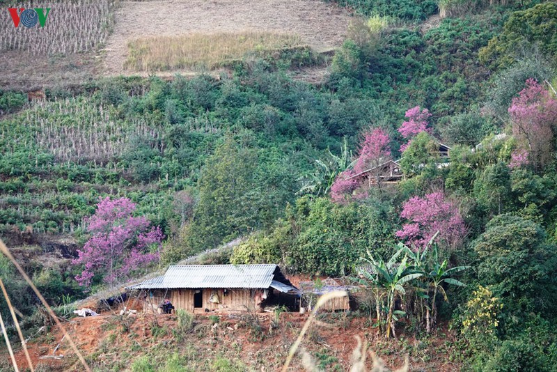 anh: hoa dao bung sang troi dong mu cang chai hinh 12