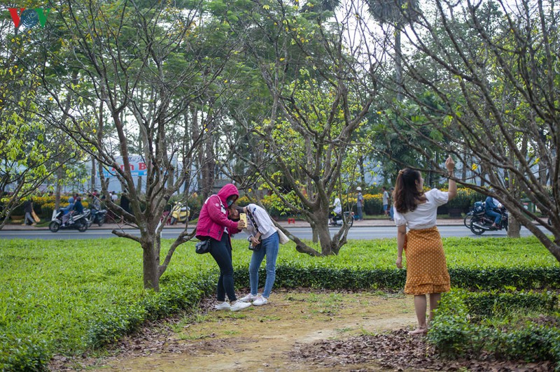 teen hue thich thu chup anh vuon mai vang don tet hinh 3