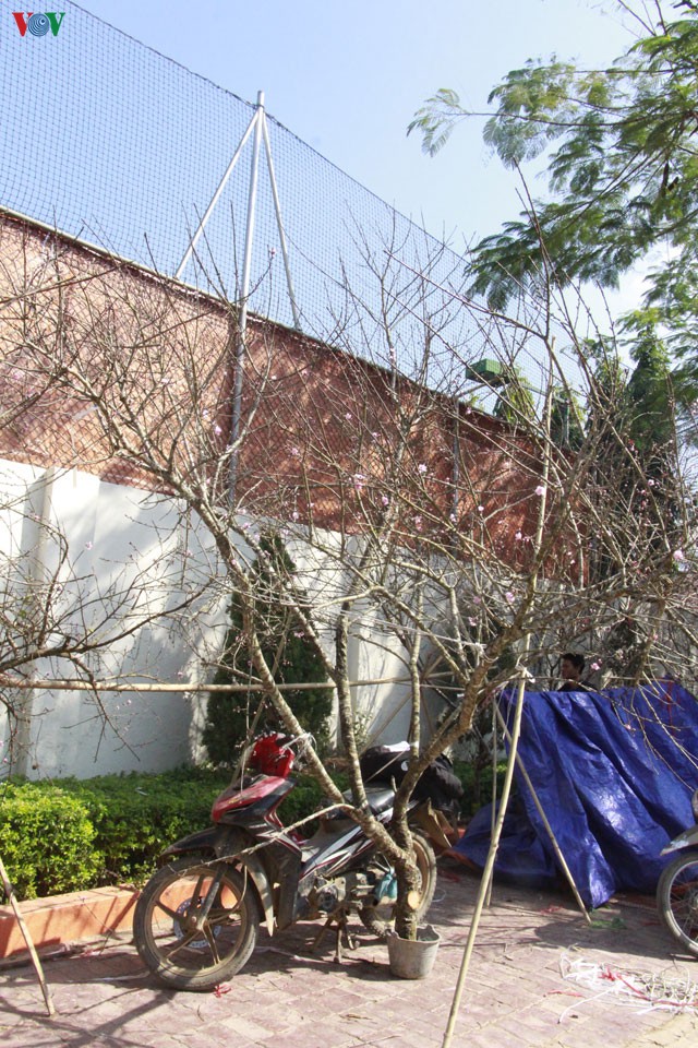 nhon nhip dao rung son la xuong pho hinh 10