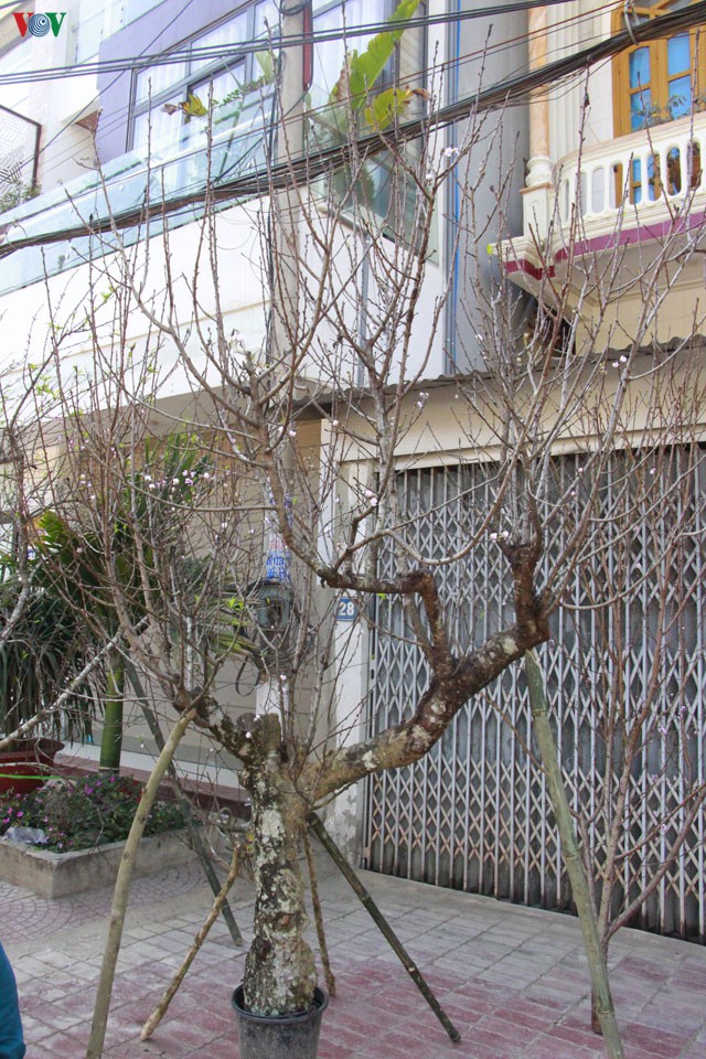 nhon nhip dao rung son la xuong pho hinh 11