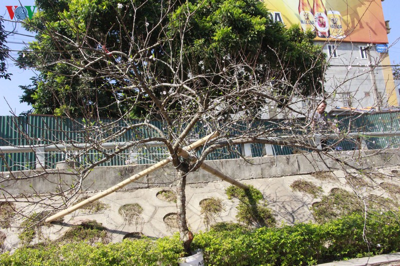 nhon nhip dao rung son la xuong pho hinh 12