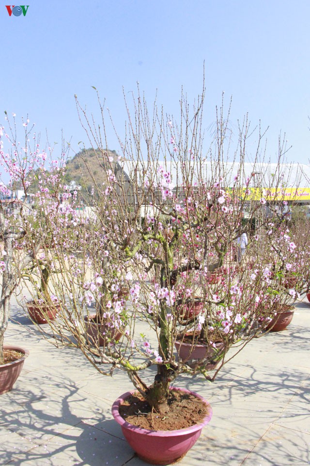 nhon nhip dao rung son la xuong pho hinh 14