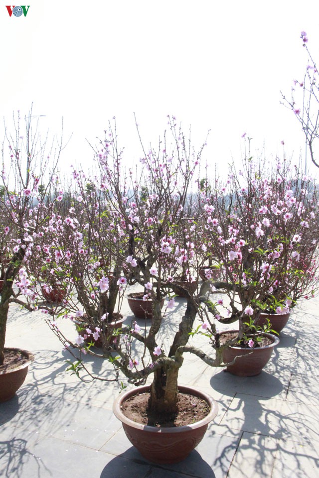nhon nhip dao rung son la xuong pho hinh 15