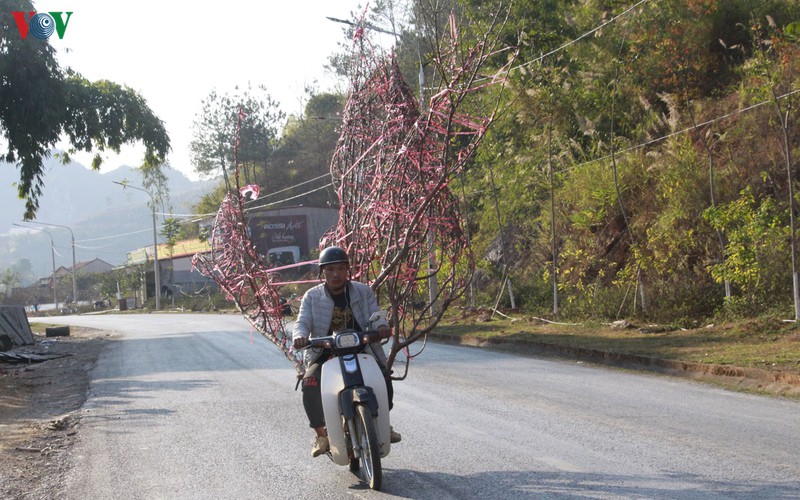nhon nhip dao rung son la xuong pho hinh 1