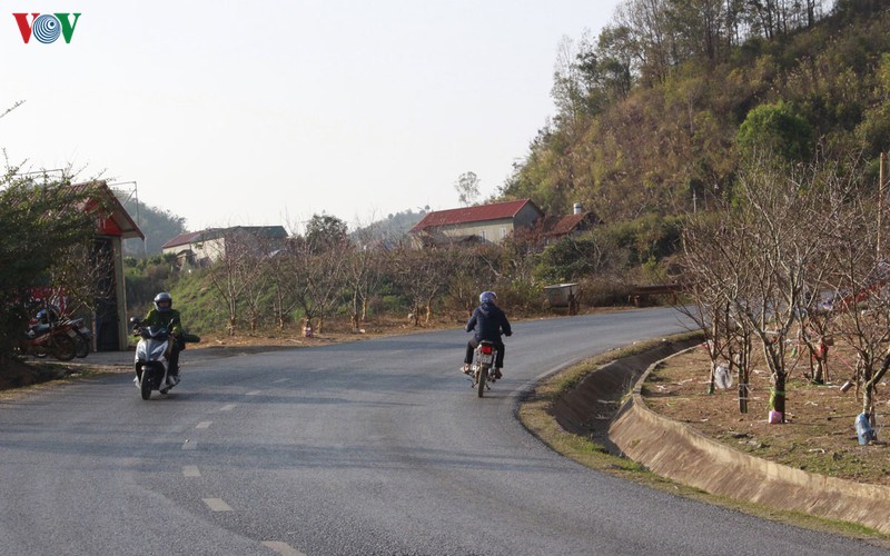 nhon nhip dao rung son la xuong pho hinh 5