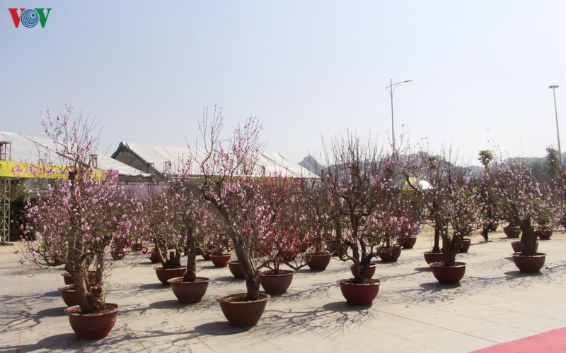 nhon nhip dao rung son la xuong pho hinh 6