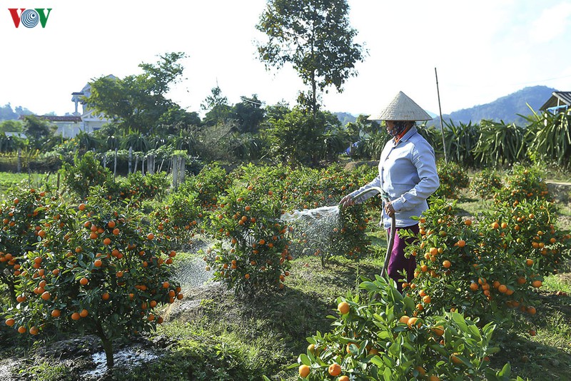 sac xuan, khong khi tet ngap tran noi cuc tay to quoc hinh 15