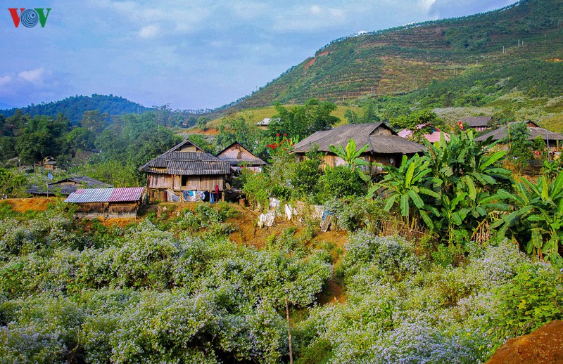 sac xuan, khong khi tet ngap tran noi cuc tay to quoc hinh 1