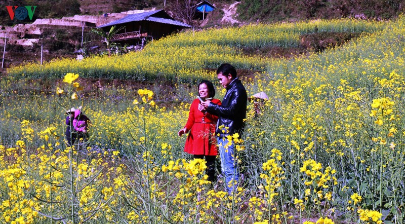 anh: mua vang hoa cai tren danh thang ruong bac thang mu cang chai hinh 10