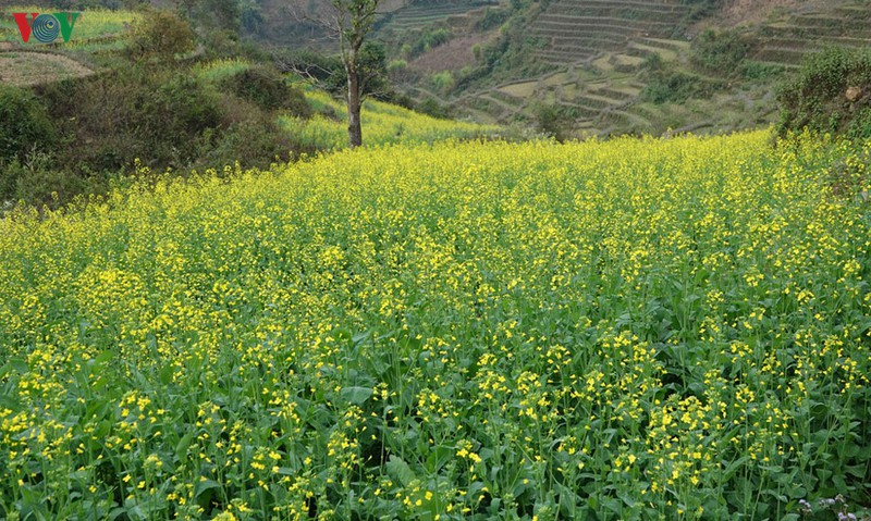 anh: mua vang hoa cai tren danh thang ruong bac thang mu cang chai hinh 1