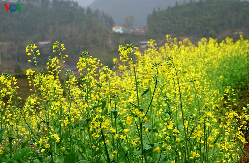 anh: mua vang hoa cai tren danh thang ruong bac thang mu cang chai hinh 3