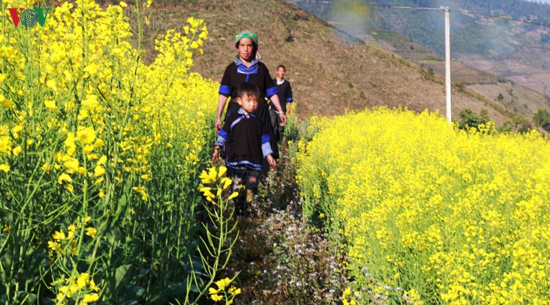 anh: mua vang hoa cai tren danh thang ruong bac thang mu cang chai hinh 6