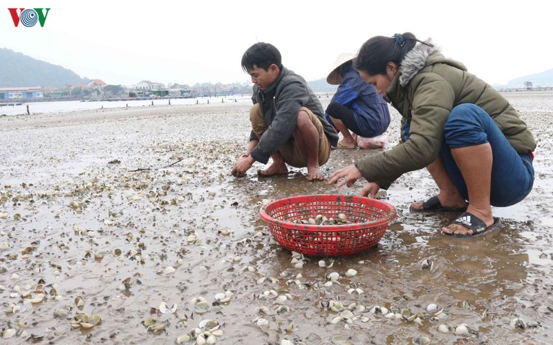 ngao ha mieng chet trang bai, nong dan khoc rong hinh 3