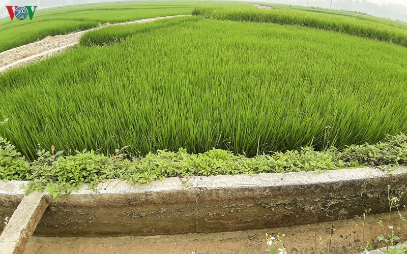kho han, nong dan long chao dien bien lao dao vi thieu nuoc san xuat hinh 2