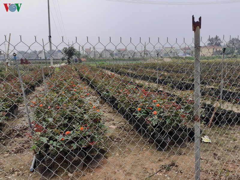 "bao"covid-19 anh huong lon den lang hoa ha loi hinh 1