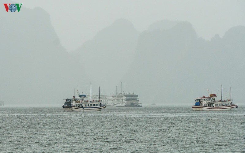 tam dung cap phep tau tham quan, luu tru tren vinh ha long  hinh 1