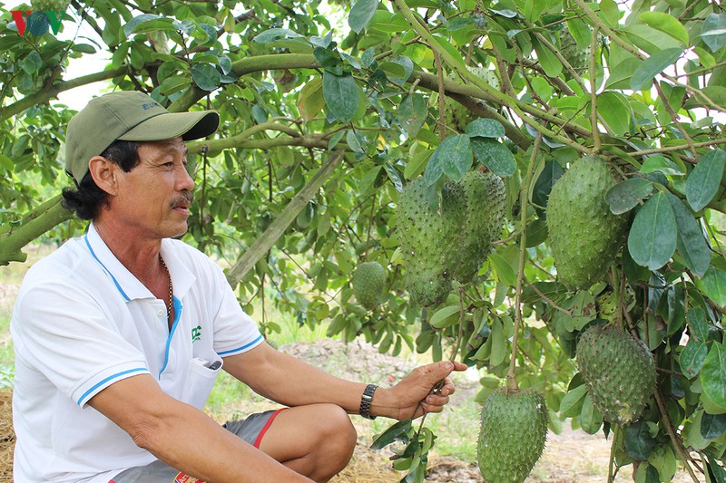 nha vuon hau giang chuan bi hang chuc tan mang cau xiem phuc vu tet hinh 1