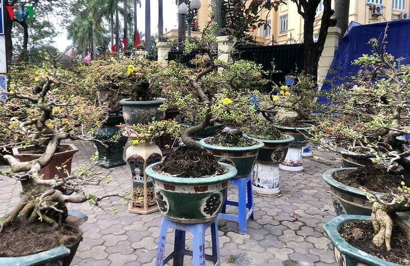 ha noi nhon nhip cho hoa ngay tet hinh 3