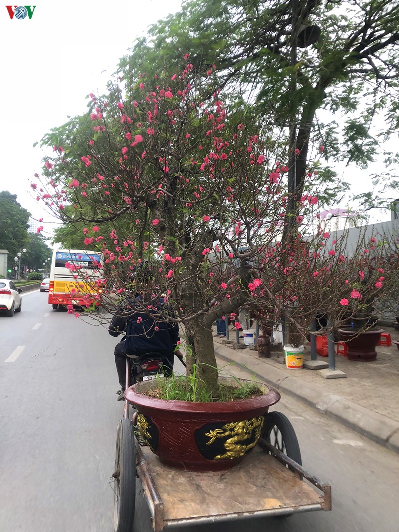 ha noi nhon nhip cho hoa ngay tet hinh 2