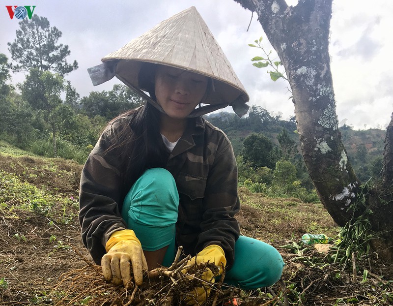 nguoi xo dang o kon tum tro thanh ty phu nho trong cay duoc lieu hinh 1