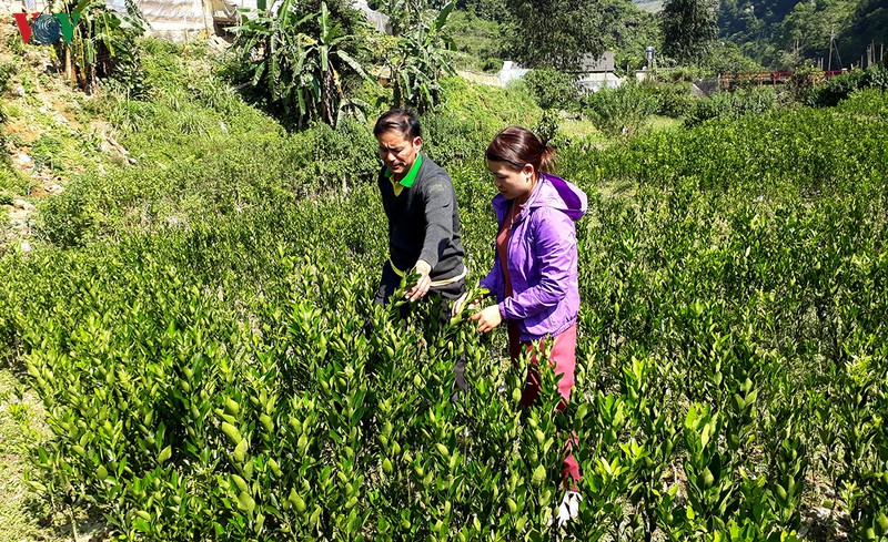 lao cai - sang tao cho nong thon moi them ben vung hinh 2