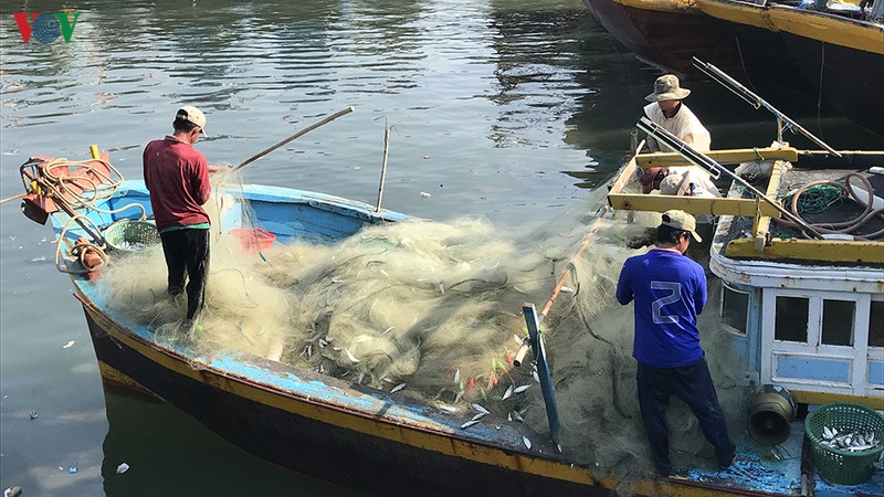 chuyen bien dau nam thuan loi, ngu dan binh thuan phan khoi vuon khoi hinh 1
