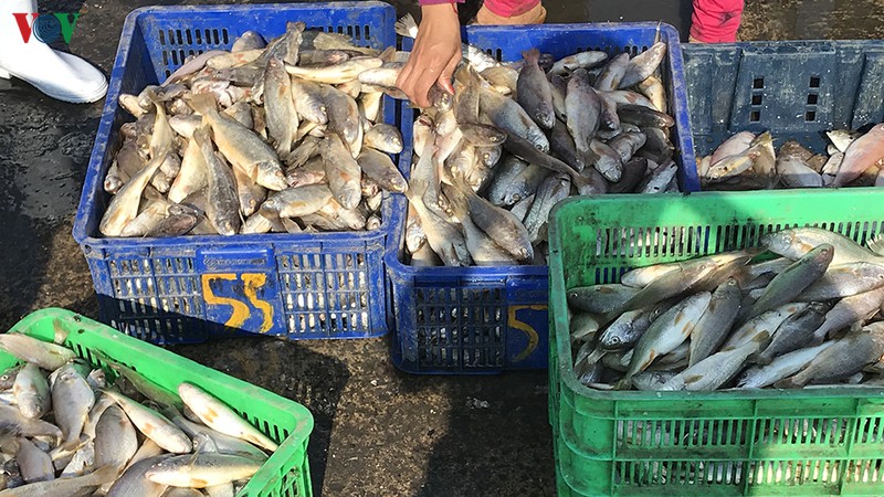 chuyen bien dau nam thuan loi, ngu dan binh thuan phan khoi vuon khoi hinh 3