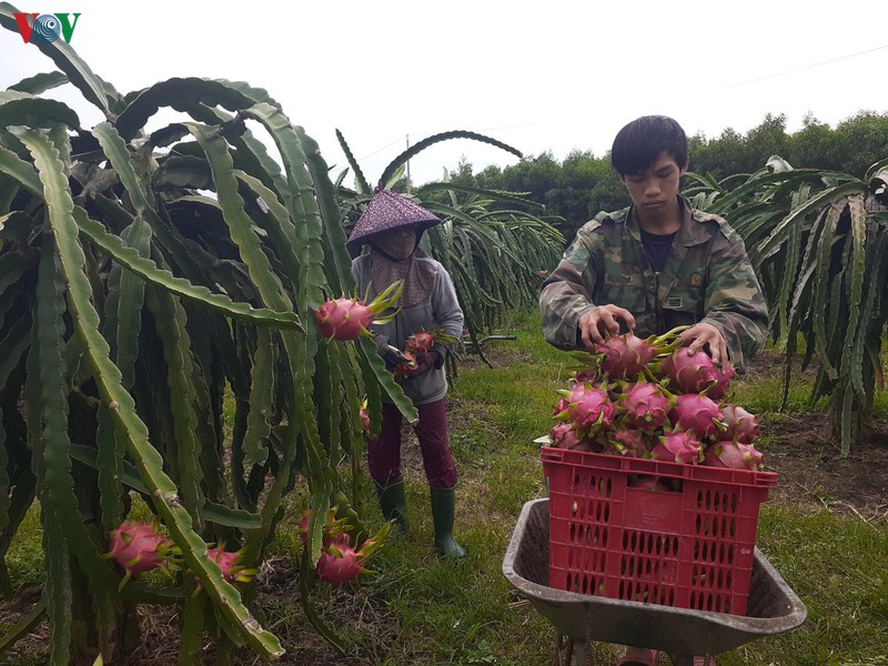 thuong lai ngung thu mua thanh long vi dich corona, nguoi trong dieu dung hinh 1