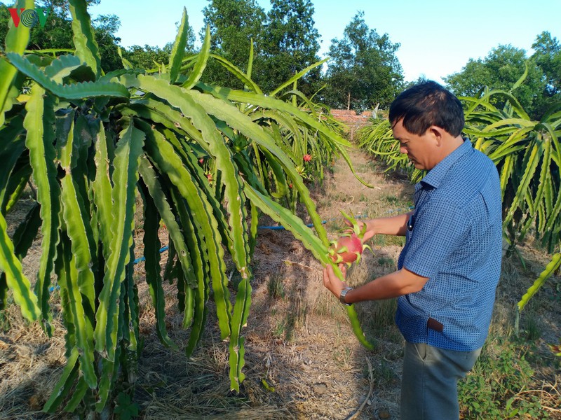 thuong lai ngung thu mua thanh long vi dich corona, nguoi trong dieu dung hinh 2