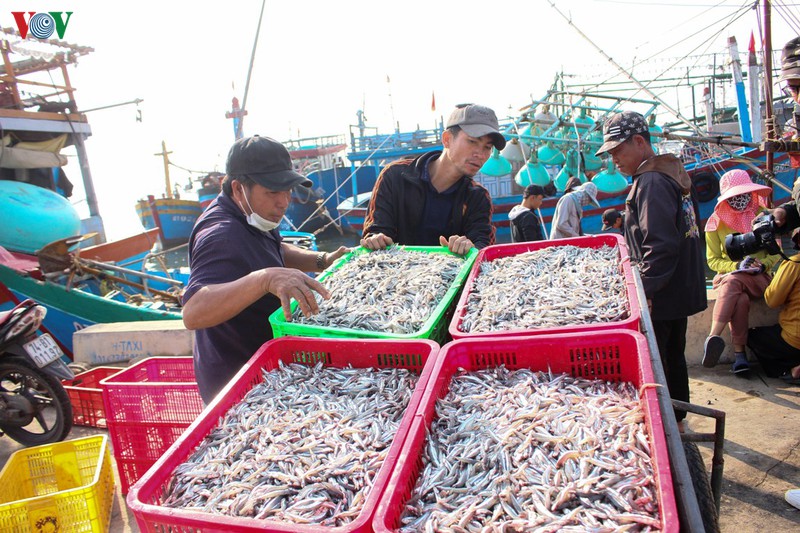 ngu dan quang tri duoc mua ca com hinh 2