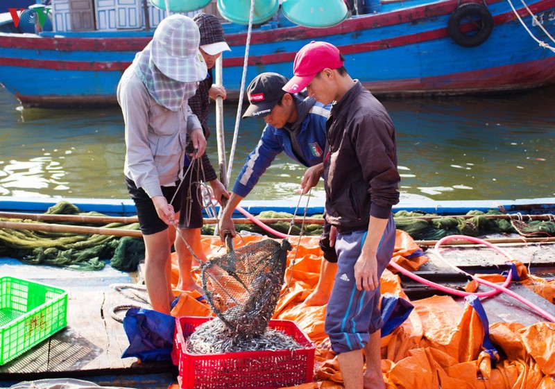 ngu dan quang tri duoc mua ca com hinh 1