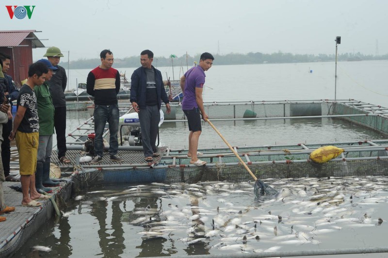 xac dinh nguyen nhan vu ca long chet hang loat o thanh pho chi linh hinh 2