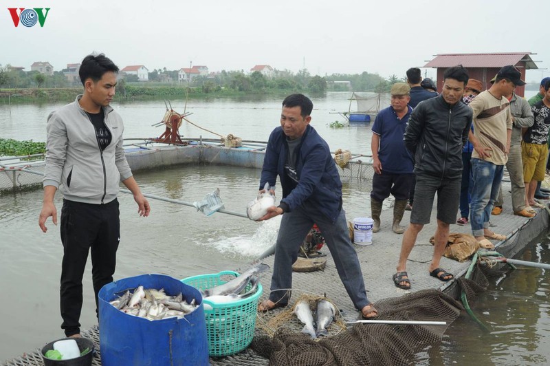 xac dinh nguyen nhan vu ca long chet hang loat o thanh pho chi linh hinh 1