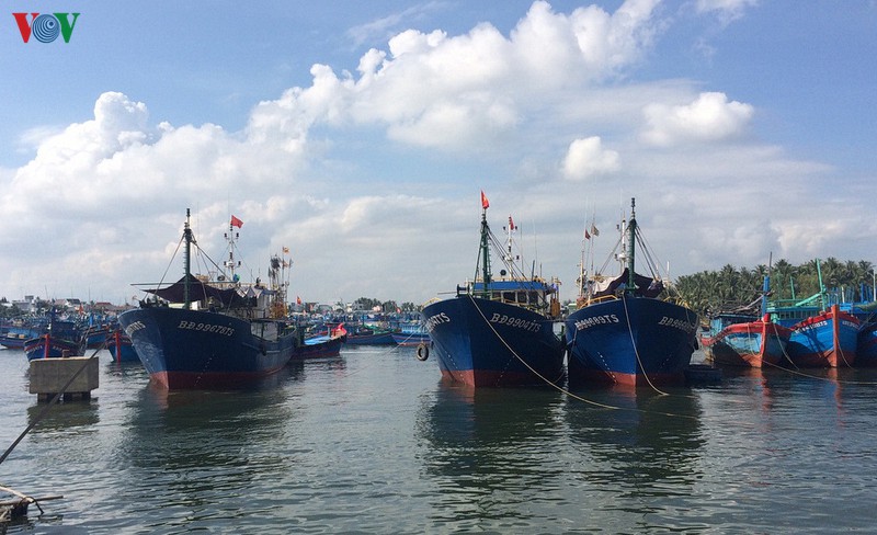 binh dinh nhieu tau ca nam bo vi khong mua duoc bao hiem hinh 1