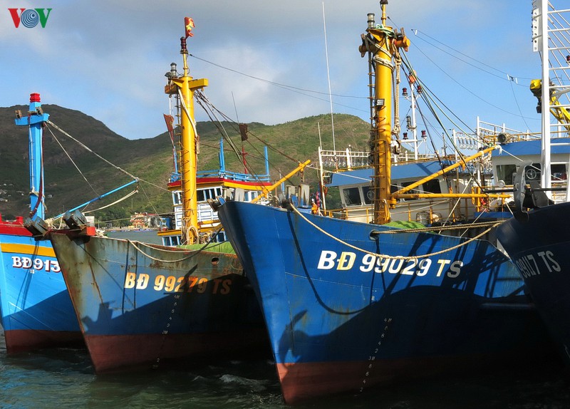 binh dinh nhieu tau ca nam bo vi khong mua duoc bao hiem hinh 2
