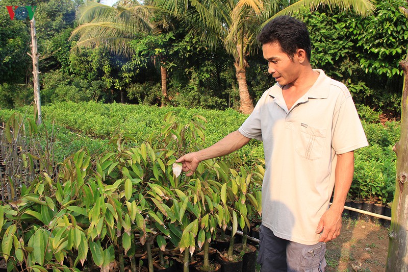 "vuong quoc" hoa kieng, cay giong it bi thiet hai du nuoc man bua vay hinh 1
